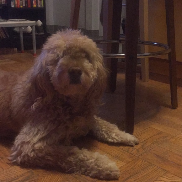 Meet your Posher, Jose - Picture 1 of 1